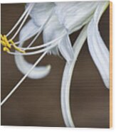 Hymenocallis Narcissiflora Wood Print