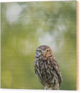 I C U - Little Owl Watching The Photographer Wood Print