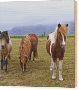 Icelandic Horse Quartet Wood Print