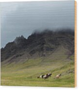 Icelandic Horses In Volcanic Landscape Wood Print