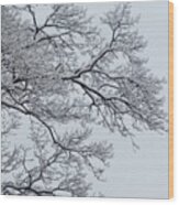 Icey Winter Branch Wood Print