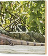 Iguana Wood Print