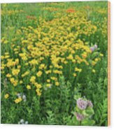 Illinois Prairie Wildflowers Wood Print