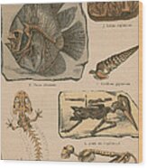 Illustrated Geology And Paleontology Wood Print