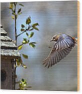 Img_0345 - Eastern Bluebird Wood Print