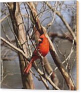 Img_1954-015 - Northern Cardinal Wood Print