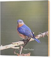 Img_3145-001 - Eastern Bluebird Wood Print