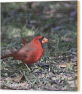 Img_4215-003 - Northern Cardinal Wood Print