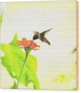 Img_4528-002 - Ruby-throated Hummingbird Wood Print