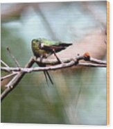 Img_6108-001 - Ruby-throated Hummingbird Wood Print