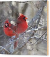 Img_7656 - Northern Cardinal Wood Print