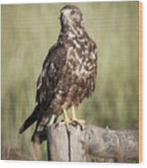 Immature Northern Harrier Wood Print