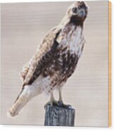 Immature Red Tailed Hawk Wood Print
