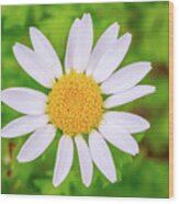 Imperfectly Perfect White Daisy Wood Print