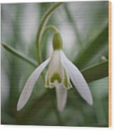 In Amongst The Snowdrops Wood Print