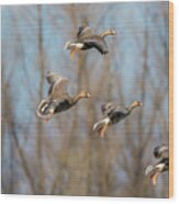 Incoming White-fronted Geese Wood Print