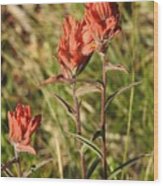 Indian Paintbrush, Colorado Wood Print