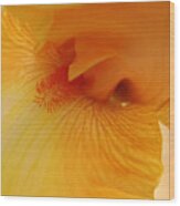 Inner Iris, Yellow, Close-up Wood Print
