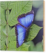 Iridescence - Blue Morpho Butterfly At California Academy Of Sciences, San Francisco Wood Print