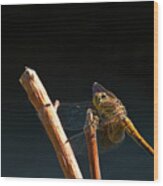 Iridescent Dragonfly Wood Print