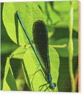 Iridescent Green And Blue Dragonfly Wood Print