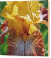 Iris 1 Wood Print