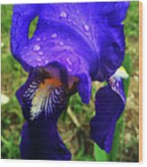 Iris Blue Wood Print