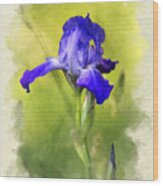 Invitation Note Card Iris Flower Wood Print