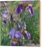 Iris Garden Wood Print