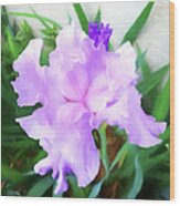 Iris In Watercolor Wood Print