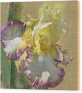 Iris, 'kiss Of Kisses' Wood Print