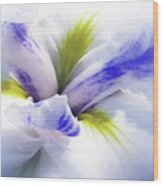 Iris Spring Wood Print