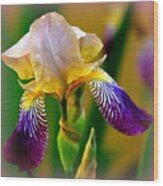 Iris Stepping Out Wood Print