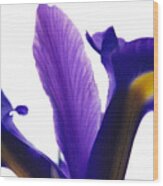 Iris Wood Print