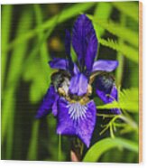 Iris Versicolor Wood Print
