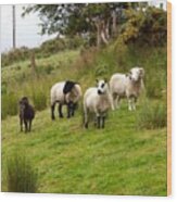 Irish Sheep Grazing Wood Print