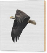 Isolated American Bald Eagle 2016-6 Wood Print