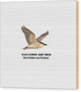 Isolated Black-crowned Night Heron 2017-6 Wood Print