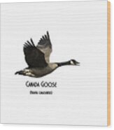 Isolated Canada Goose 2015-1 Wood Print