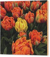 Isolated Yellow Tulip Wood Print