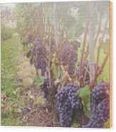 Italian Nebbiolo Grapes Hanging To Be Picked Wood Print