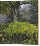 Ivy Garden Wood Print