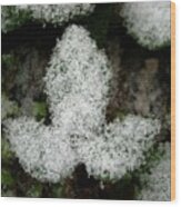 Ivy In Snow Wood Print