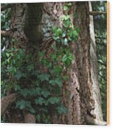 Ivy On The Hemlock Wood Print