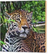 Jaguar At Peace Wood Print