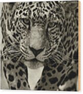Jaguar In Black And White Iii Wood Print