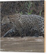 Jaguar In River Wood Print