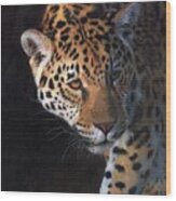 Jaguar Portrait Wood Print