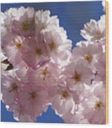 Japanese Flowering Cherry Prunus Serrulata Wood Print