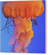 Jelly Fish 4 Wood Print